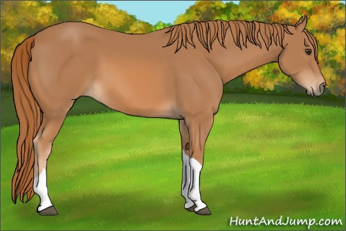 Horse Color: Unknown 