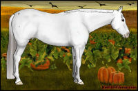 Horse Color:Brown Appaloosa 