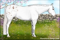 Horse Color:Silver Bay Splash Appaloosa 