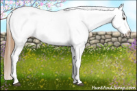 Horse Color:Red Roan Splash Appaloosa 