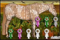 Horse Color:Brown Roan Appaloosa Brindle