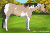 Horse Color:Bay Dun Tobiano