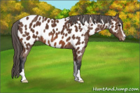 Horse Color:Bay Sabino Near Leopard