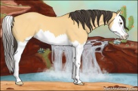 Horse Color:Buckskin Dun Splash