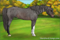 Horse Color:Gray Bay Varnish 