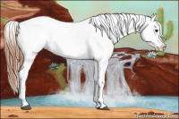 Horse Color:White Spotted Bay Dun Appaloosa 