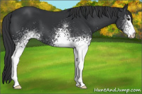 Horse Color:White Spotted Brown 