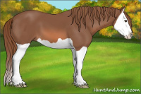 Horse Color:Liver Chestnut Splash 
