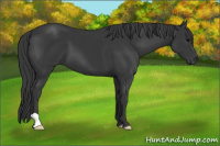 Horse Color:Black 