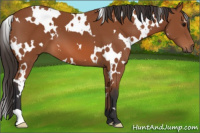 Horse Color:White Spotted Bay 