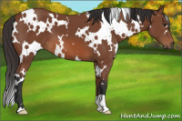 Horse Color:White Spotted Bay 