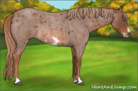 Horse Color:Liver Red Roan Frame Rabicano