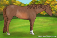 Horse Color:Liver Chestnut Rabicano 
