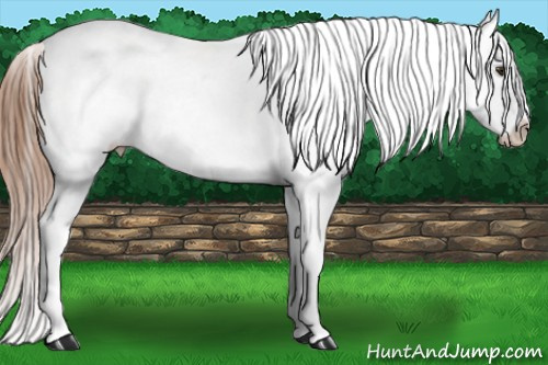 Horse Color: White Spotted Chestnut Blanket 