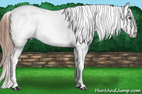 Horse Color:White Spotted Chestnut Blanket 
