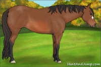 Horse Color:Bay 