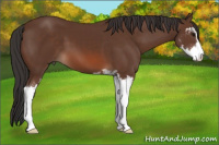 Horse Color:Bay Sabino 