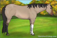 Horse Color:Bay Dun