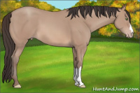 Horse Color:Amber Champagne