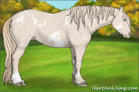 Horse Color:White Spotted Smoky Creme 