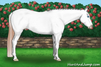 Horse Color:White Spotted Brown Splash Appaloosa