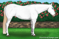 Horse Color:Buckskin Sabino Splash Varnish 