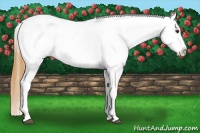 Horse Color:Buckskin Dun Sabino Near Leopard 