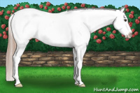 Horse Color:Red Roan Splash Appaloosa 