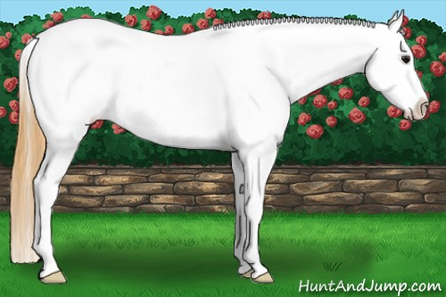 Horse Color: Buckskin Snowflake Varnish