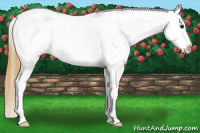 Horse Color:Buckskin Appaloosa 