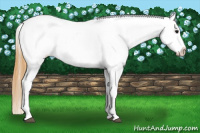 Horse Color:Buckskin Ice Appaloosa 