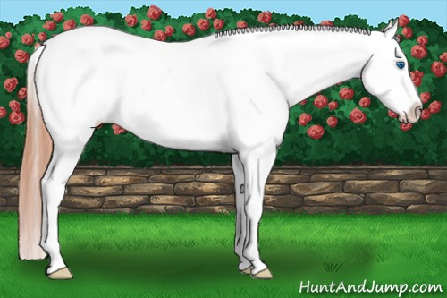 Horse Color: White Spotted Grullo Roan Splash Blanket 