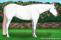 Horse Color:White Spotted Grullo Roan Splash Appaloosa
