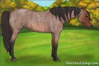Horse Color:Bay Roan 