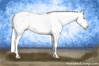 Horse Color:Gold Cream Champagne Pearl Splash Appaloosa 