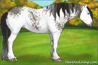 Horse Color:Gray White Spotted Smoky Grullo Splash 