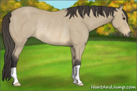 Horse Color:Buckskin Rabicano