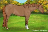 Horse Color:Gray Red Dun 