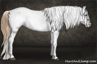 Horse Color:Red Dun Splash Appaloosa 