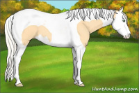 Horse Color:Gold Cream Champagne Splash Tobiano 