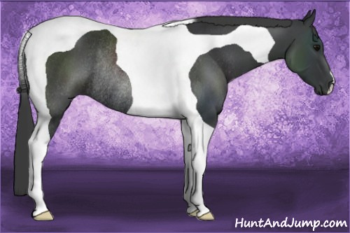 Horse Color: Black Tobiano Rabicano 