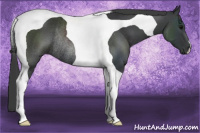 Horse Color:Black Tobiano Rabicano