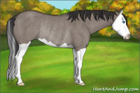 Horse Color:Smoky Grullo Splash Rabicano 