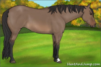Horse Color:Bay Dun