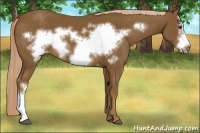 Horse Color:Chocolate Palomino Frame 