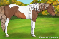 Horse Color:Chestnut Tobiano
