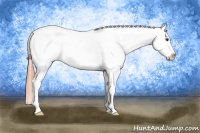 Horse Color:Classic Champagne Tobiano Appaloosa