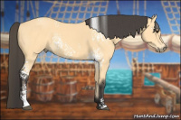 Horse Color:White Spotted Buckskin 