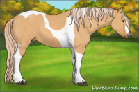 Horse Color:Palomino Dun Tobiano