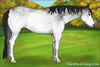 Horse Color:Gray White Spotted Black